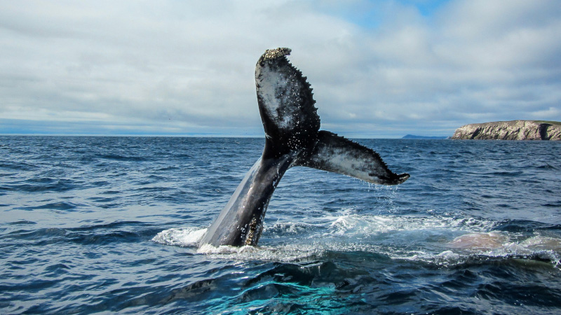 Image for Hello Humpback